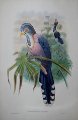 John Gould (1804-1881), The Birds of Asia