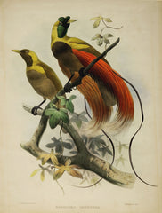 Daniel Giraud Elliot (1835-1915), Birds of Paradise