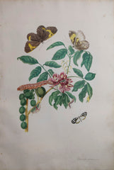 Maria Sybilla Merian (1647-1717), Transfer Watercolors