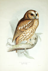John Gould (1804 –1881), The Birds of Europe