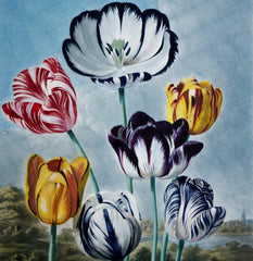 Robert John Thornton (1768-1837)
