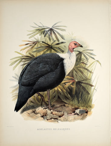 Daniel Giraud Elliot (1835-1915), Agelastus Meleagrides (White-Breasted Guinea Fowl)