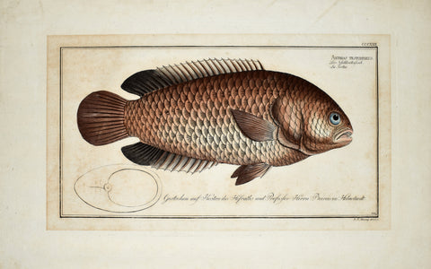 Marcus Elieser Bloch (1723-1799), Anthias Testudineus (Turtle Fish or Climbing Perch), Pl CCCXXII