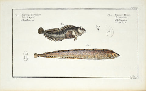 Marcus Elieser Bloch (1723-1799), Blennius Gunellus & Blennius Pholis ( Butterfish & Buckard), Pl LXXI