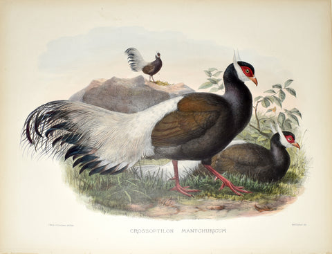 Daniel Giraud Elliot (1835-1915), Crossoptilon Mantchuricum (Brown Eared Pheasant)