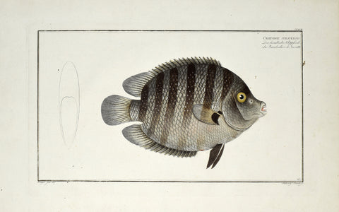 Marcus Elieser Bloch (1723-1799), Chaetodon Suratensis (Green Cichlid), Pl CCXVIL