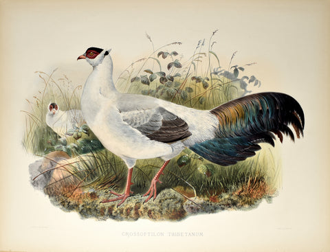 Daniel Giraud Elliot (1835-1915), Crossoptilon Thibetanum (Hodgson's Eared Pheasant)