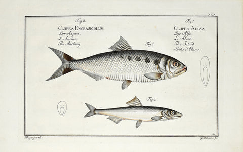 Marcus Elieser Bloch (1723-1799), Clupea Encrasicolus & Clupea Alosa (Anchovy & Shad), Pl XXX