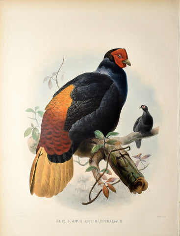 Daniel Giraud Elliot (1835-1915), Euplocamus Erythropthalmus (Rufous Tailed Pheasant)