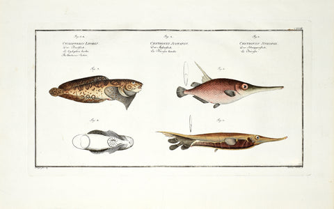 Marcus Elieser Bloch (1723-1799), Cyclopterus Liparis, Centriscus Scutatus, Centriscus Scolopax (Unctuous Sucker, Knifefish, Snipefish), CXXIII