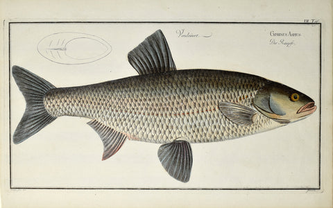 Marcus Elieser Bloch (1723-1799), Cyprinus Aspius (Wrasse), Pl VII
