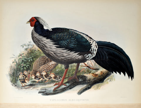 Daniel Giraud Elliot (1835-1915), Euplocamus Albo-Cristatus (White Crested Kaleege)