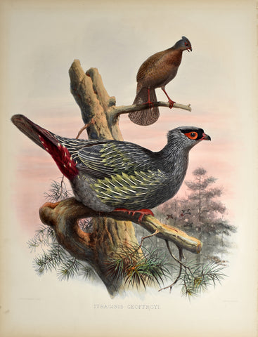 Daniel Giraud Elliot (1835-1915), Ithaginis Geoffroyi (Geoffroy's Blood Pheasant)