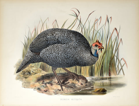 Daniel Giraud Elliot (1835-1915), Numida Mitrata (Tiara'd Guinea Fowl)
