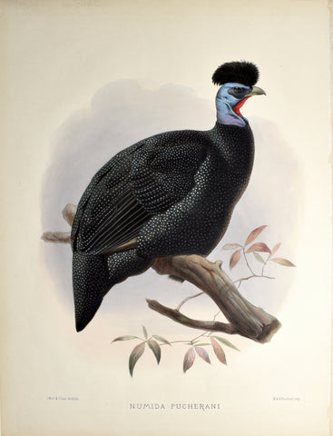 Daniel Giraud Elliot (1835-1915), Numida Pucherani (Pucheran's Guinea-Fowl)