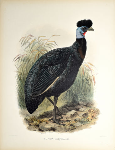 Daniel Giraud Elliot (1835-1915), Numida Verreauxii (Verreaux's Western Crested Guinea-Fowl)