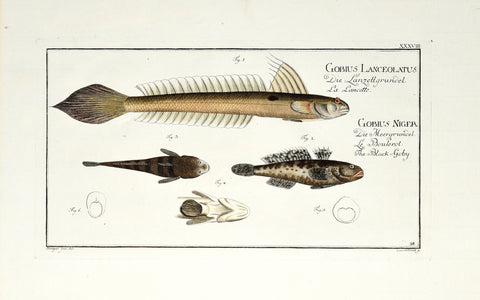 Marcus Elieser Bloch (1723-1799), Gobius Lanceolatus & Gobius Niger (Lancet & Black Goby), Pl XXXVIII