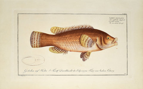 Marcus Elieser Bloch (1723-1799), Labrus Maculatus (Spotted Wrasse), Pl CCXCIV