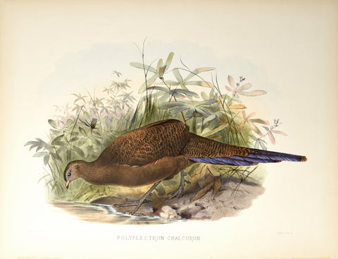 Daniel Giraud Elliot (1835-1915), Polyplectron Chalcurum (Bronze Tailed Peacock Pheasant)