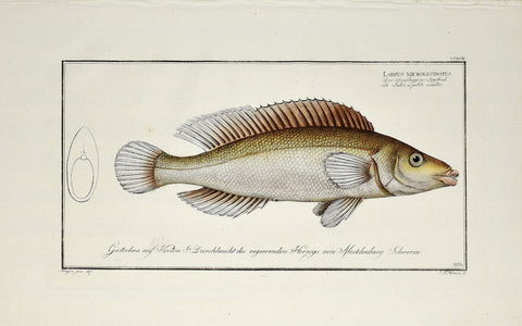 Marcus Elieser Bloch (1723-1799), Labrus Microlepidotus (Little Scaled Wrasse), Pl CCXCII