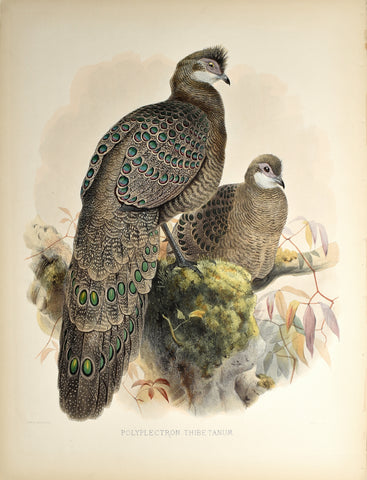 Daniel Giraud Elliot (1835-1915), Polyplectron Thibetanum (Grey Peacock Pheasant)
