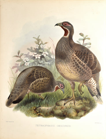Daniel Giraud Elliot (1835-1915), Tetraophasis Obscurus (Chestnut Throated Partridge)