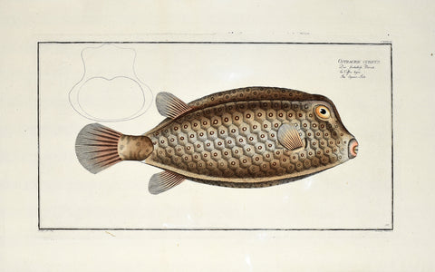 Marcus Elieser Bloch (1723-1799), Ostracion Cubicus (Square Fish), Pl CXXXVII