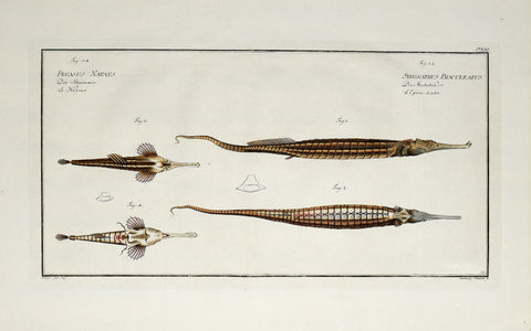 Marcus Elieser Bloch (1723-1799), Pegasus Natans & Syngnathus Biaculeatus (Longtail Seamoth & Double-Ended Pipefish), CXXII