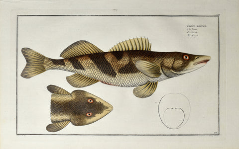 Marcus Elieser Bloch (1723-1799), Perca Zingel (Singel Perch), Pl CVI