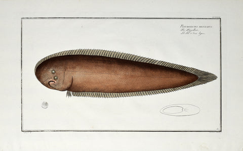 Marcus Elieser Bloch (1723-1799), Pleuronectes Bilineatus (Tongue Sole), Pl CLXXXVIII