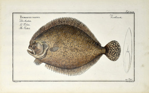 Marcus Elieser Bloch (1723-1799), Pleuronectes Maximus (Turbot), Pl XLIX