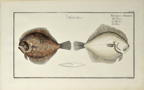 Marcus Elieser Bloch (1723-1799), Pleuronectes Rhombus (Pearl), Pl XLIII