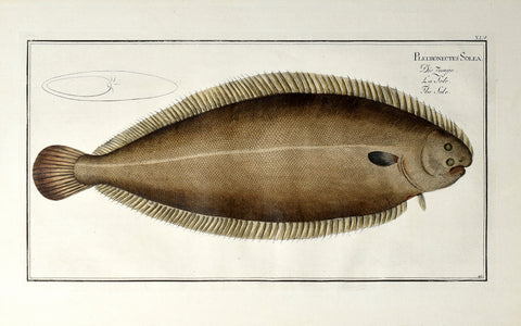 Marcus Elieser Bloch (1723-1799), Pleuronectes Solea (Sole), Pl XLV