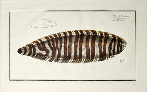 Marcus Elieser Bloch (1723-1799), Pleuronectes Zebra (Zebra Sole), Pl CLXXXVII