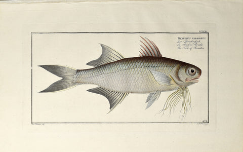 Marcus Elieser Bloch (1723-1799), Polynemus Paradiseus (Fish of Paradise), CCCCII
