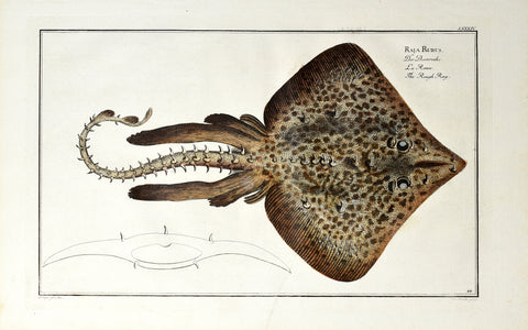 Marcus Elieser Bloch (1723-1799), Raja Rubus (Rough Ray), Pl LXXXIV
