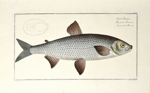 Marcus Elieser Bloch (1723-1799), Salmo Maraena (Whitefish), Pl XXVII