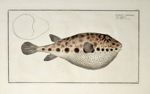 Marcus Elieser Bloch (1723-1799), Tetrodon Spengleri (Pufferfish), Pl CXLIV