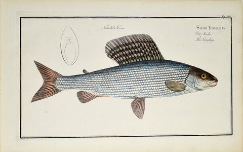 Marcus Elieser Bloch (1723-1799), Salmo Thymallus (Grayling), XXIV