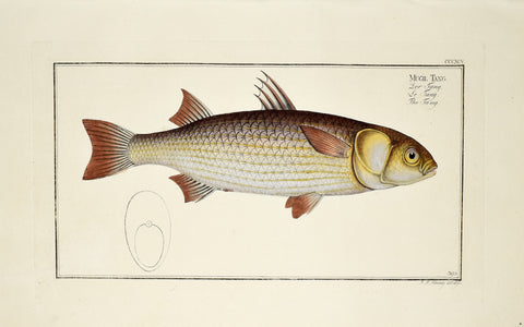 Marcus Elieser Bloch (1723-1799), Mugil Tang (Tang), Pl CCXCV