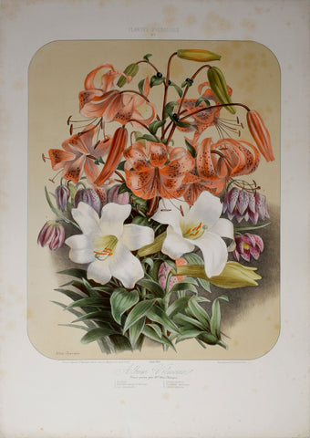Auguste Faguet (1841-1886), Elisa Champin (1807-1871), Album Vilmorin - No 11 - 1869