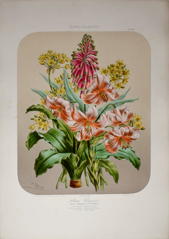 Auguste Faguet (1841-1886), Elisa Champin (1807-1871), Album Vilmorin - No 16 - 1874