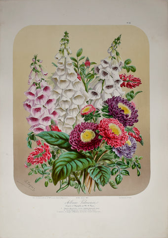 Auguste Faguet (1841-1886), Elisa Champin (1807-1871), Album Vilmorin - No 24 - 1874