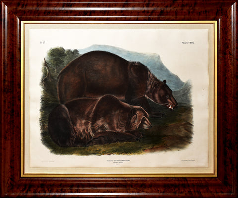 John James Audubon (1785-1851) & John Woodhouse Audubon (1812-1862), Grizzly Bear Pl. CXXXI