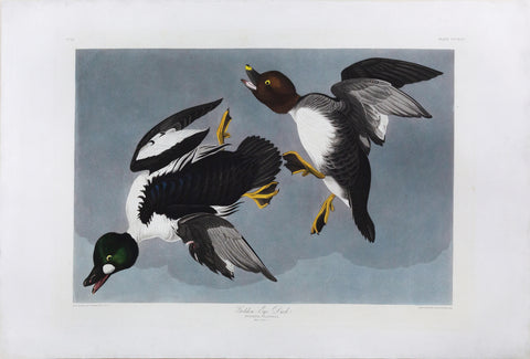 John James Audubon (1785-1851), Plate CCCXLII Golden-Eye Duck