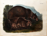 John James Audubon (1785-1851) & John Woodhouse Audubon (1812-1862), Grizzly Bear Pl. CXXXI