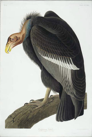 John James Audubon (1785-1851), Plate CCCCXXVI California Vulture