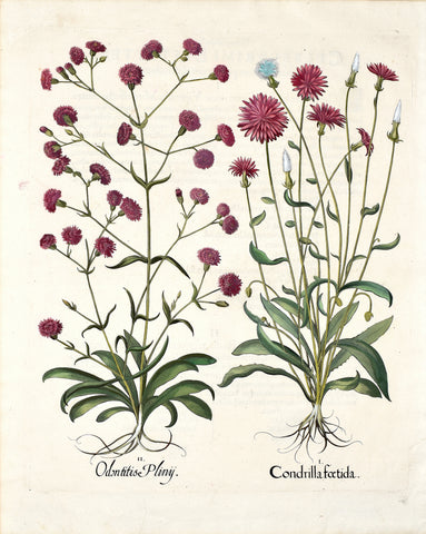 Basilius Besler (1561-1629), Condrilla Foetida