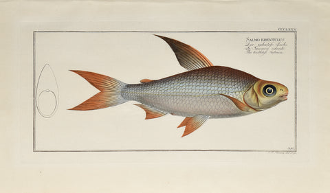 Marcus Elieser Bloch (1723-1799), Plate CCCLXXX The Toothless Salmon