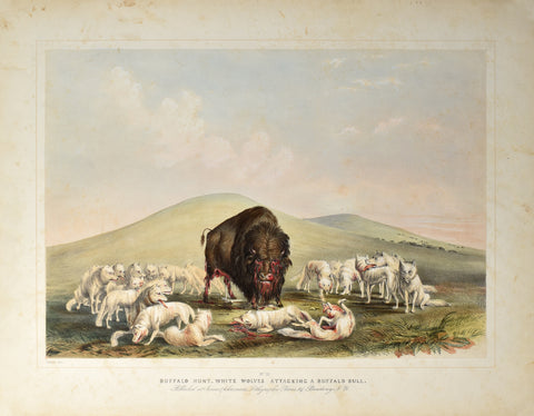 George Catlin (American, 1796-1872), Buffalo Hunt, White Wolves Attacking a Buffalo Bull